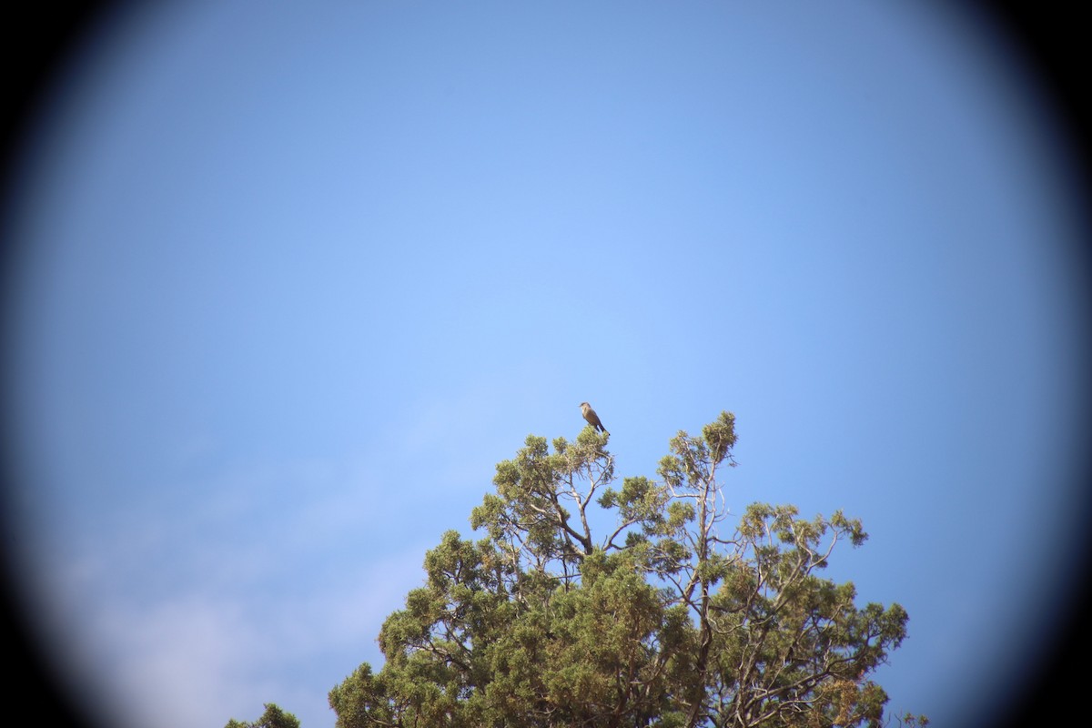 Say's Phoebe - ML634612234