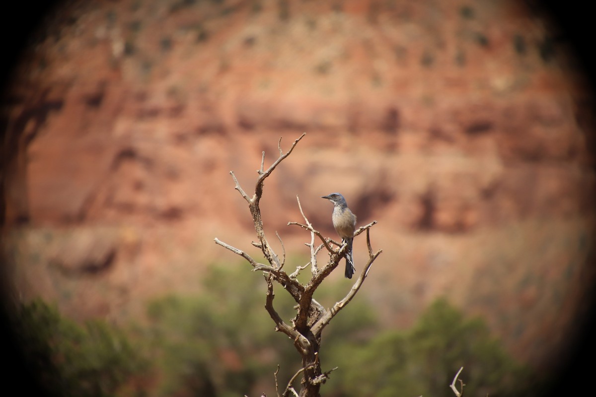 Woodhouse's Scrub-Jay - ML634612244