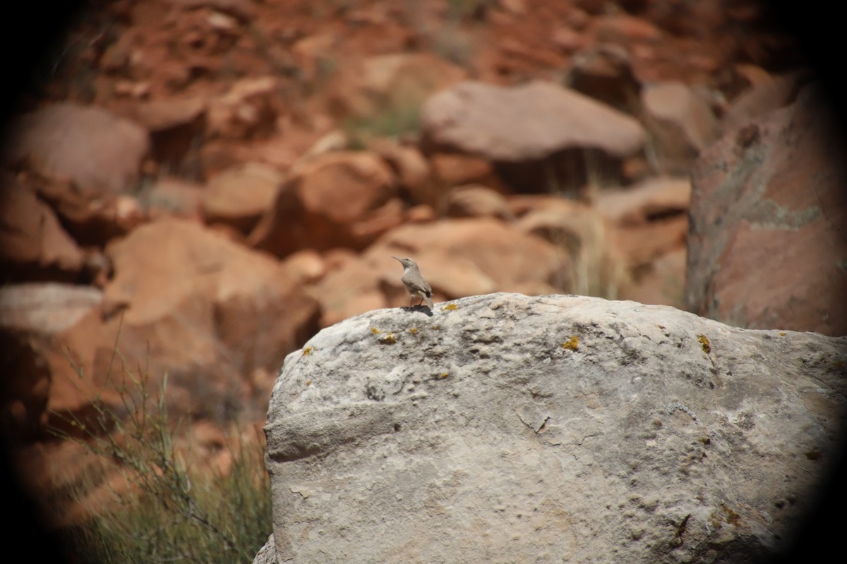 Rock Wren - ML634612250