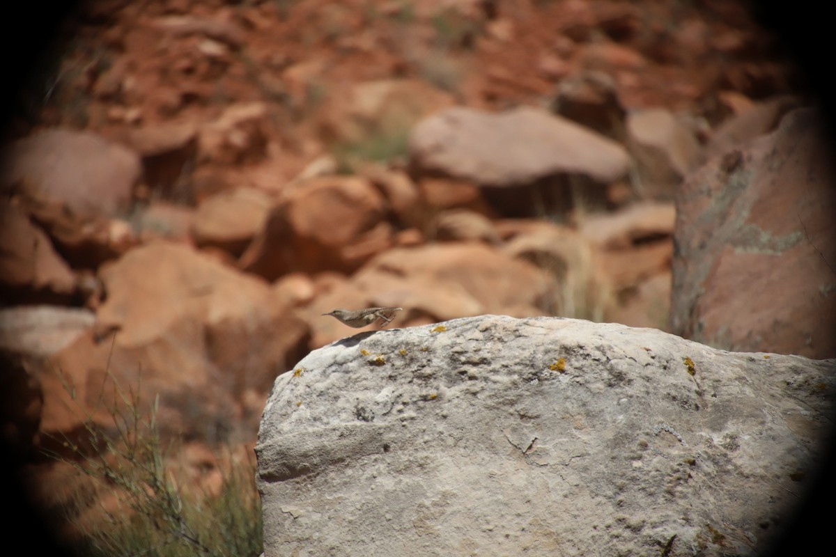 Rock Wren - ML634612251