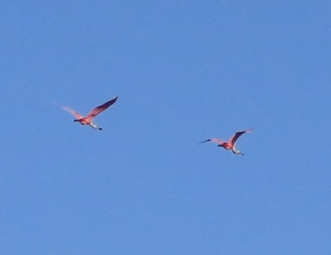 Roseate Spoonbill - ML634612282
