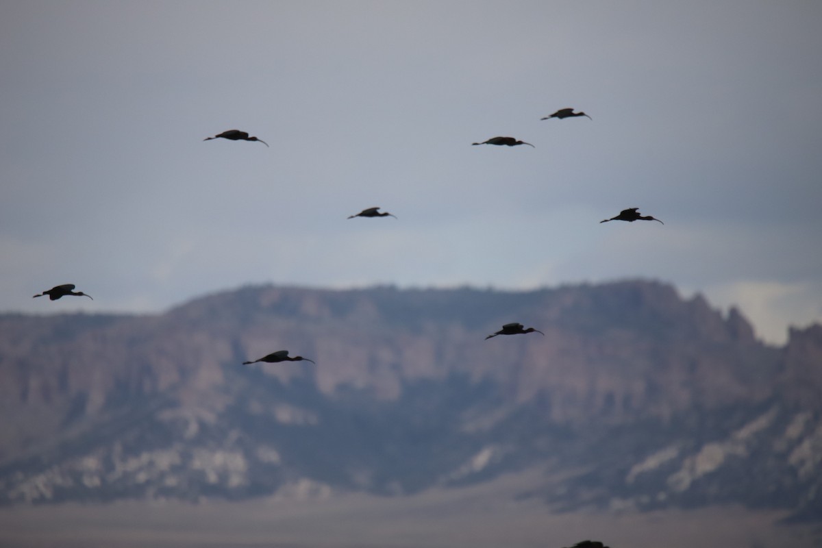 White-faced Ibis - ML634612287
