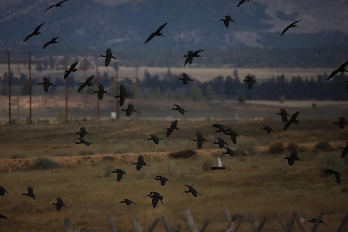 White-faced Ibis - ML634612288