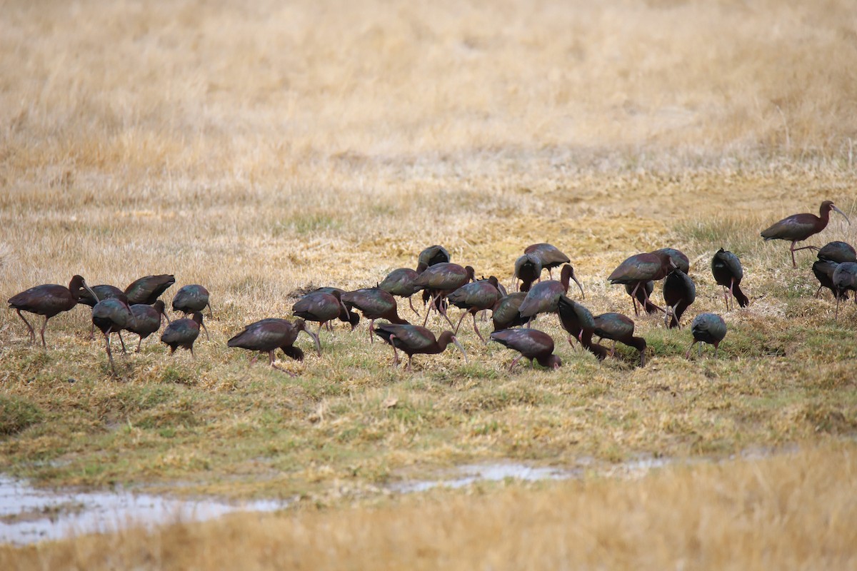 White-faced Ibis - ML634612289