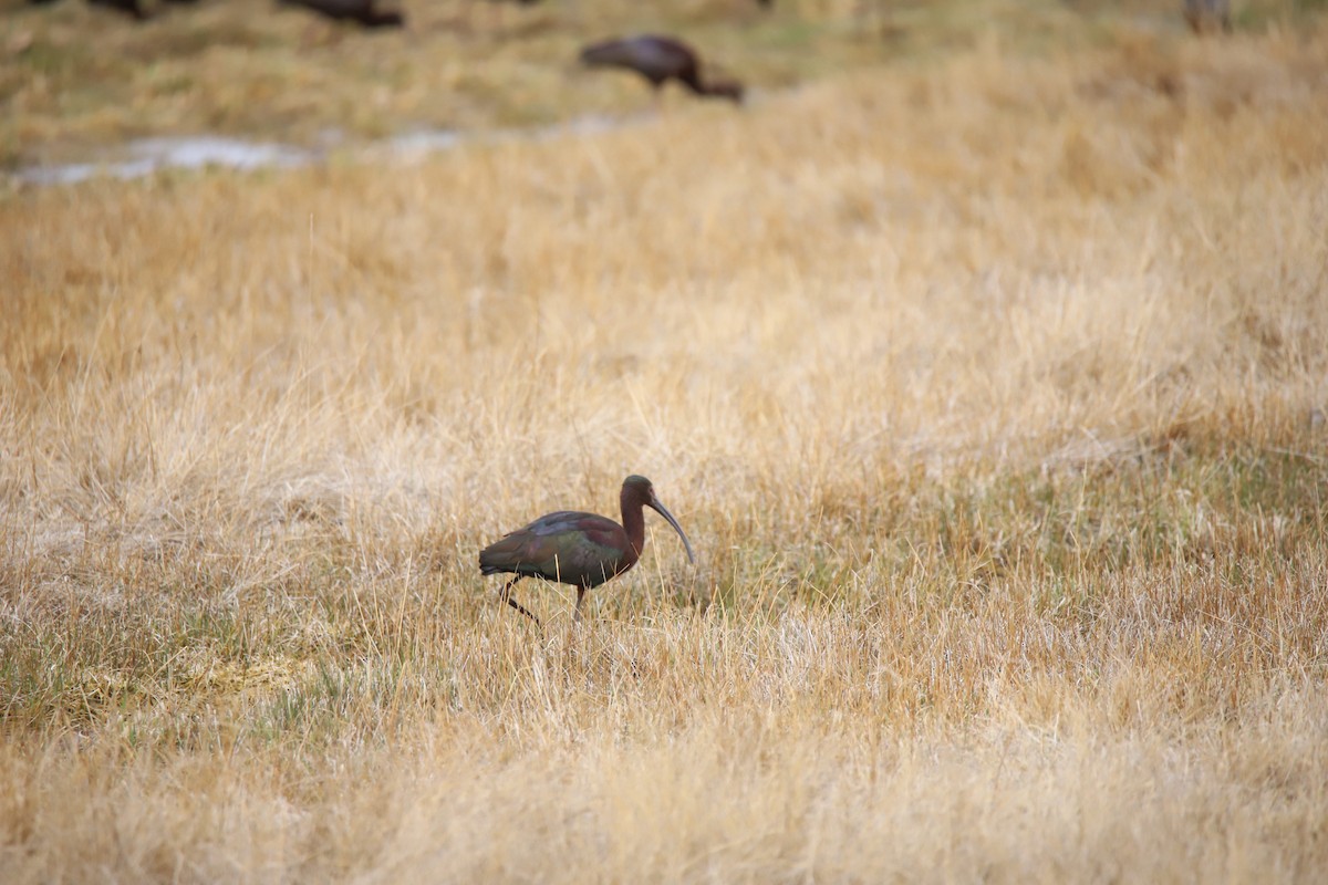 White-faced Ibis - ML634612290