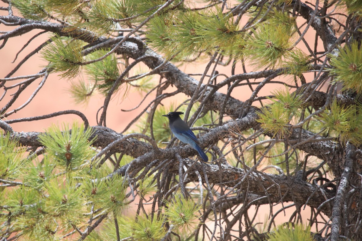 Steller's Jay - ML634612308