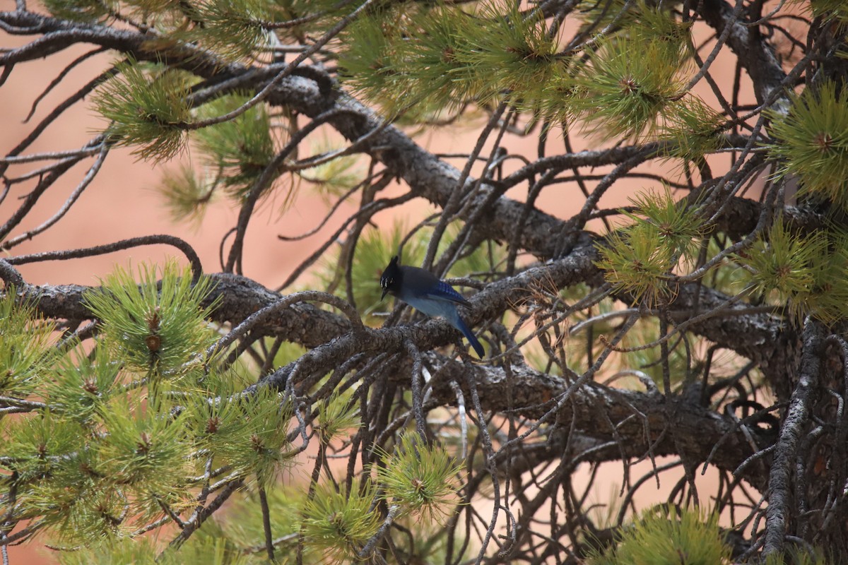 Steller's Jay - ML634612309