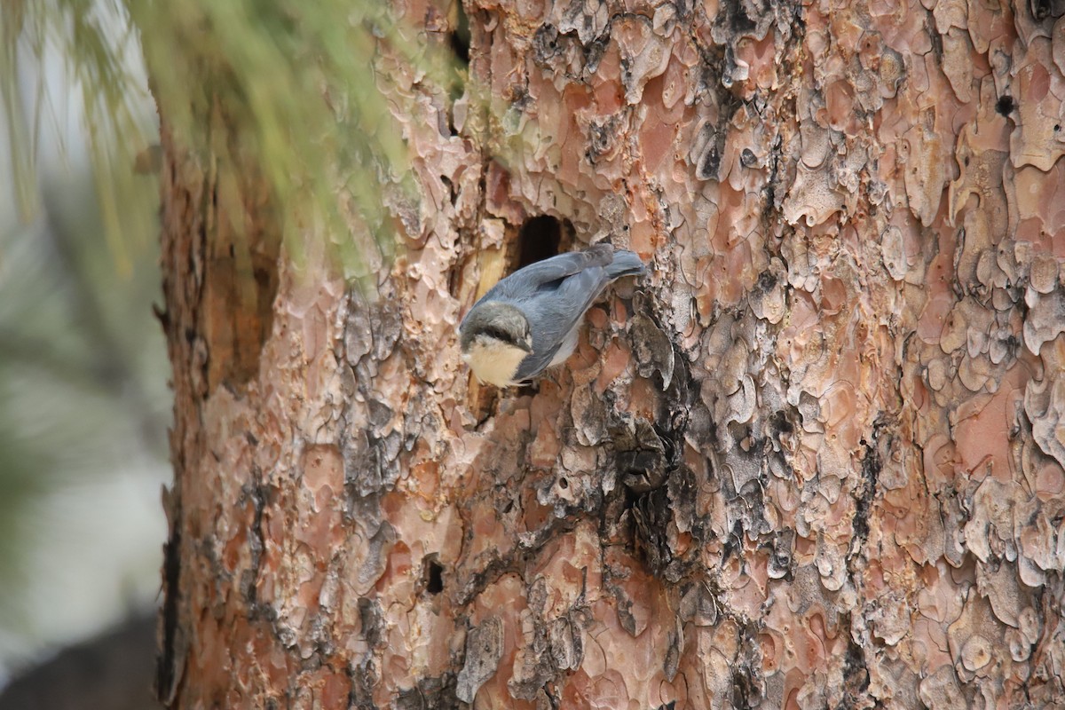Pygmy Nuthatch - ML634612322