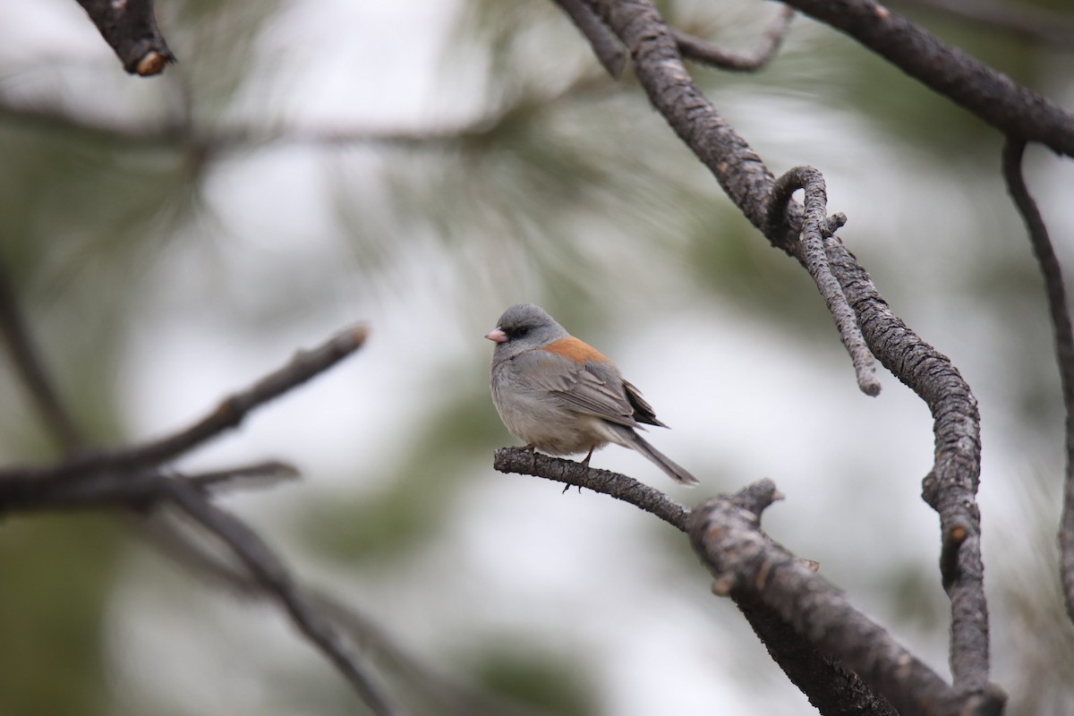 Dark-eyed Junco - ML634612348