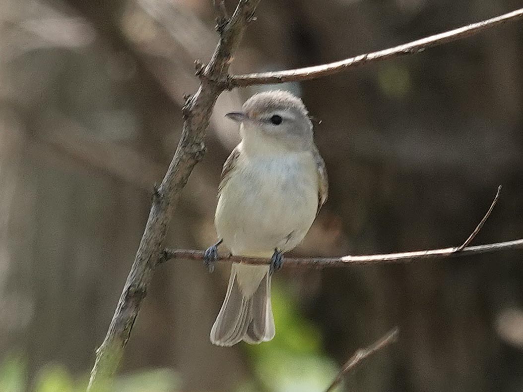 Warbling Vireo - ML634612384