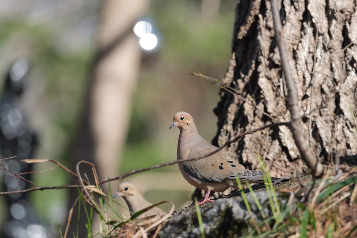 Mourning Dove - ML634612394