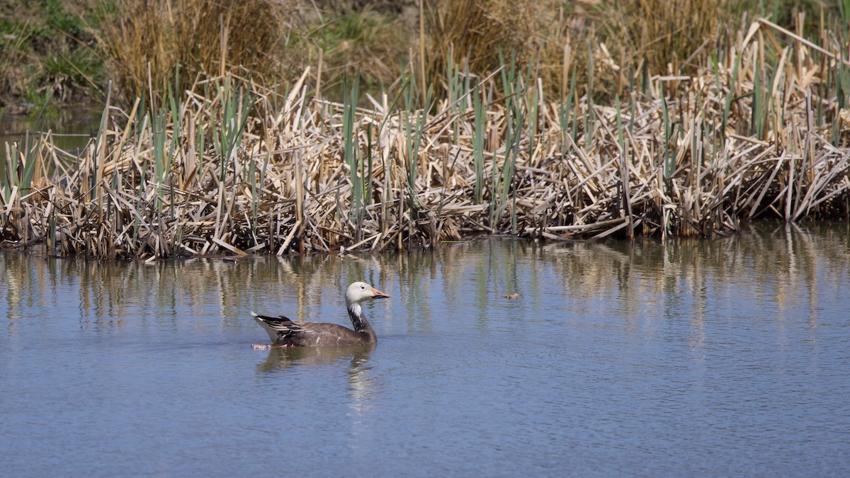 Snow Goose - ML634612398