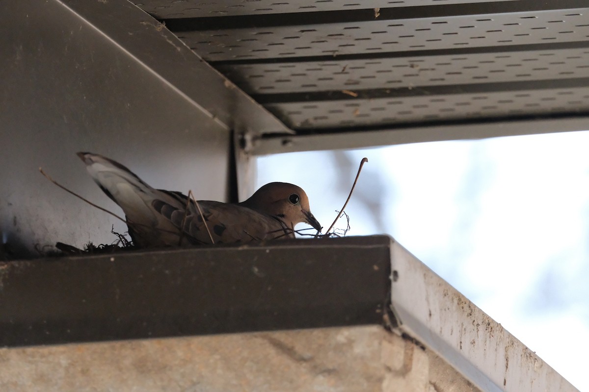 Mourning Dove - ML634612413