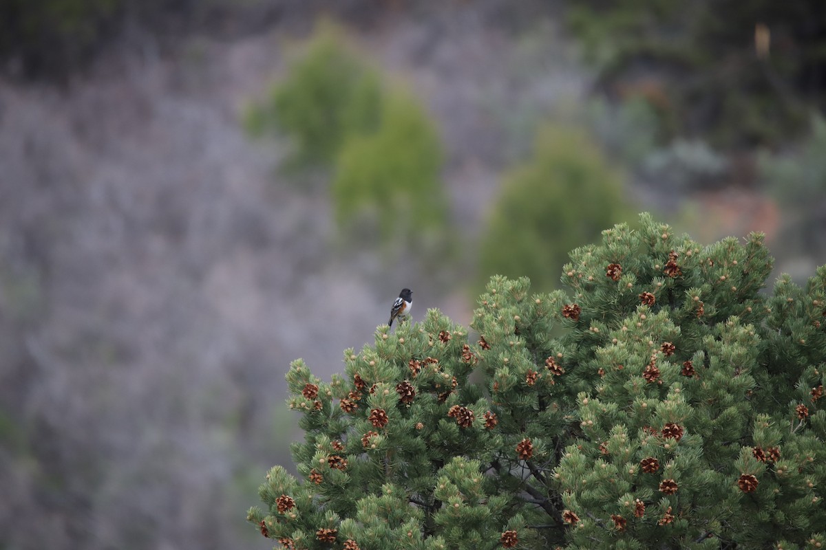 Spotted Towhee - ML634612418