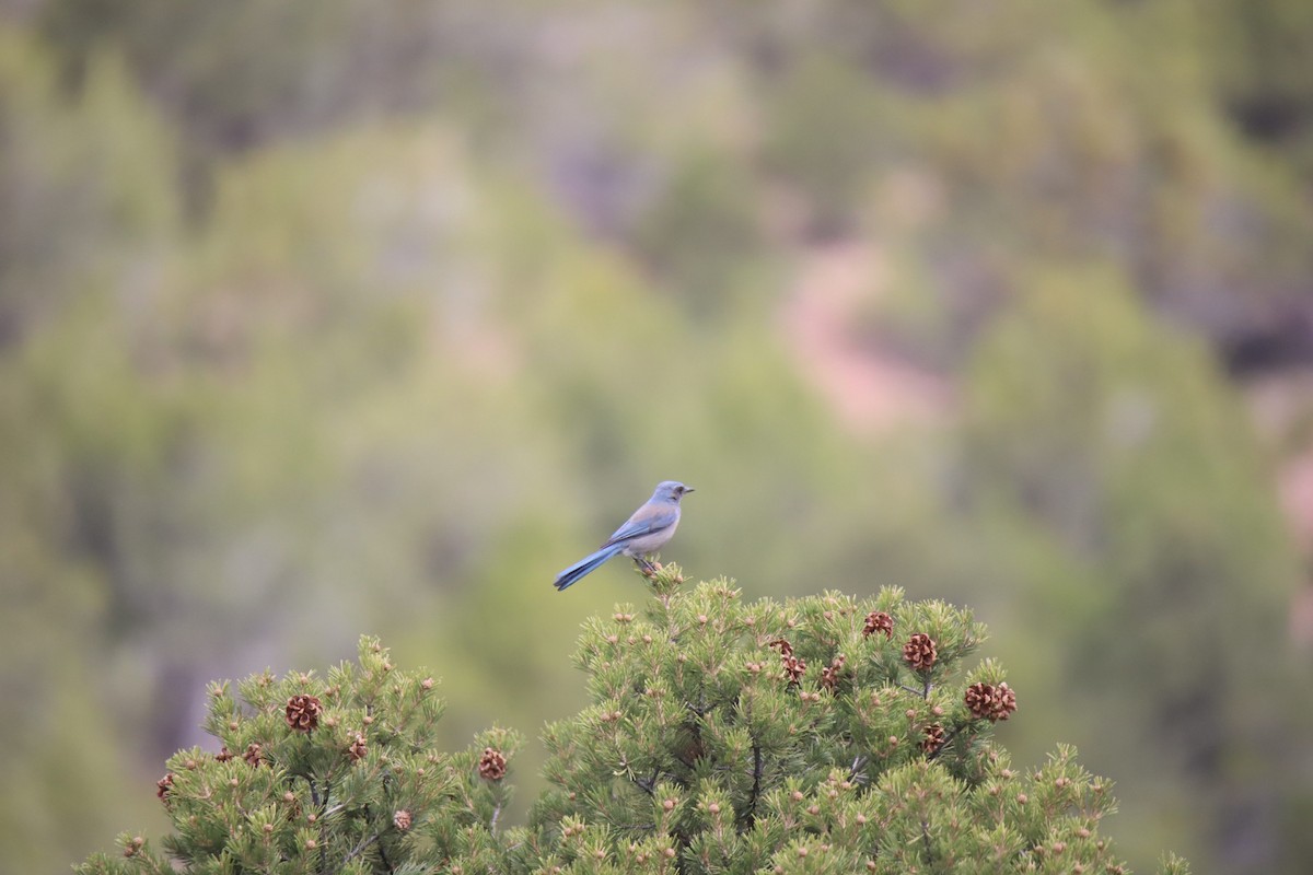 Woodhouse's Scrub-Jay - ML634612432