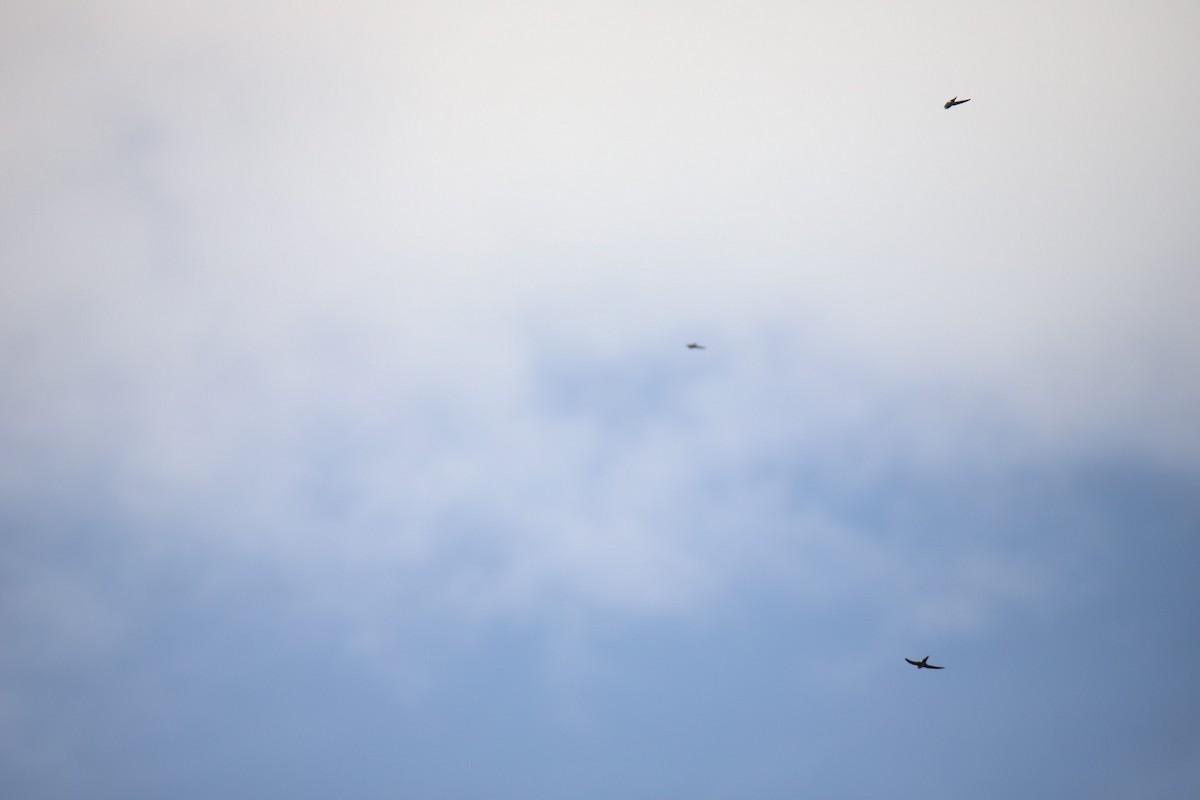 White-throated Swift - ML634612440