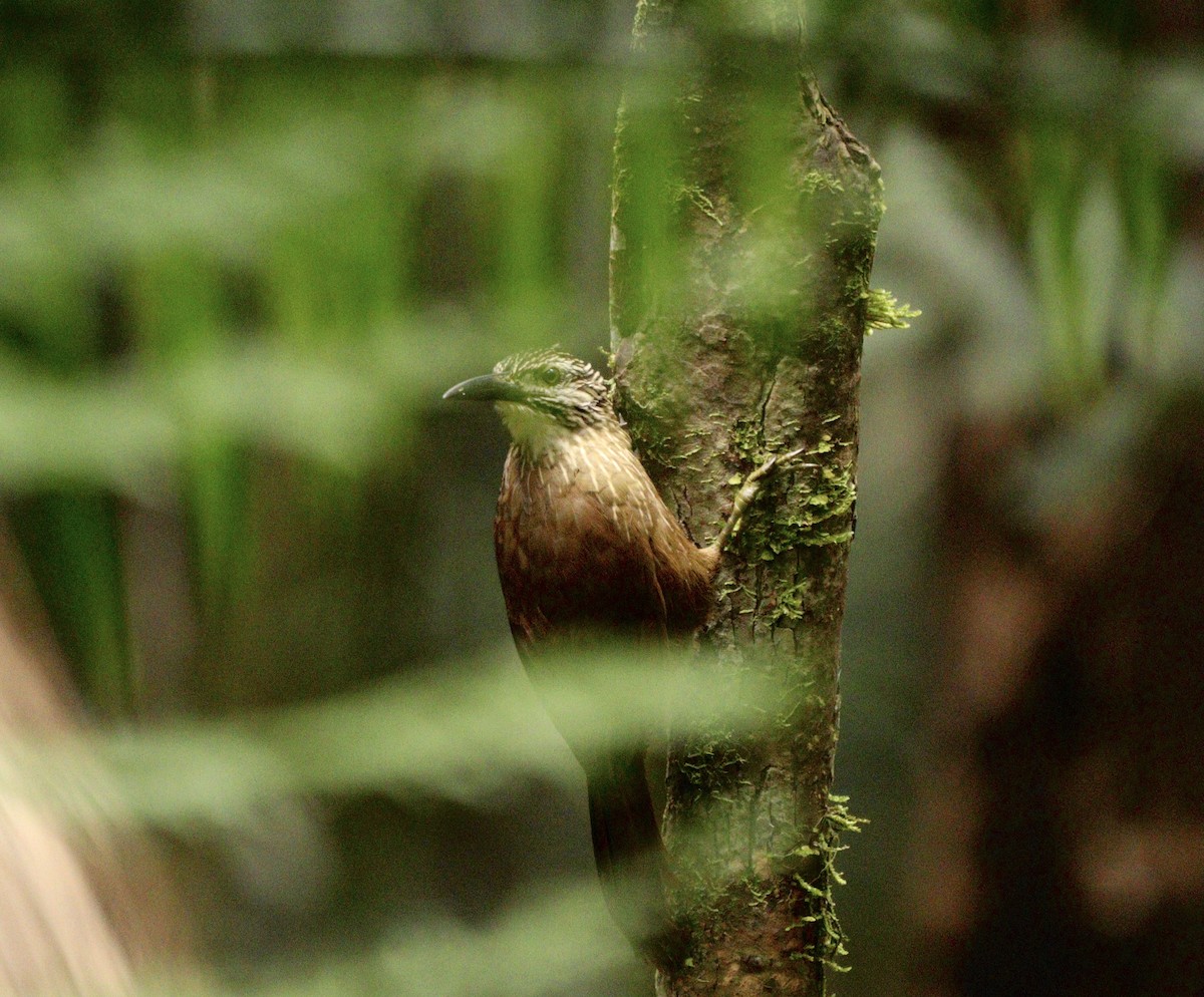 White-throated Woodcreeper - ML634612469