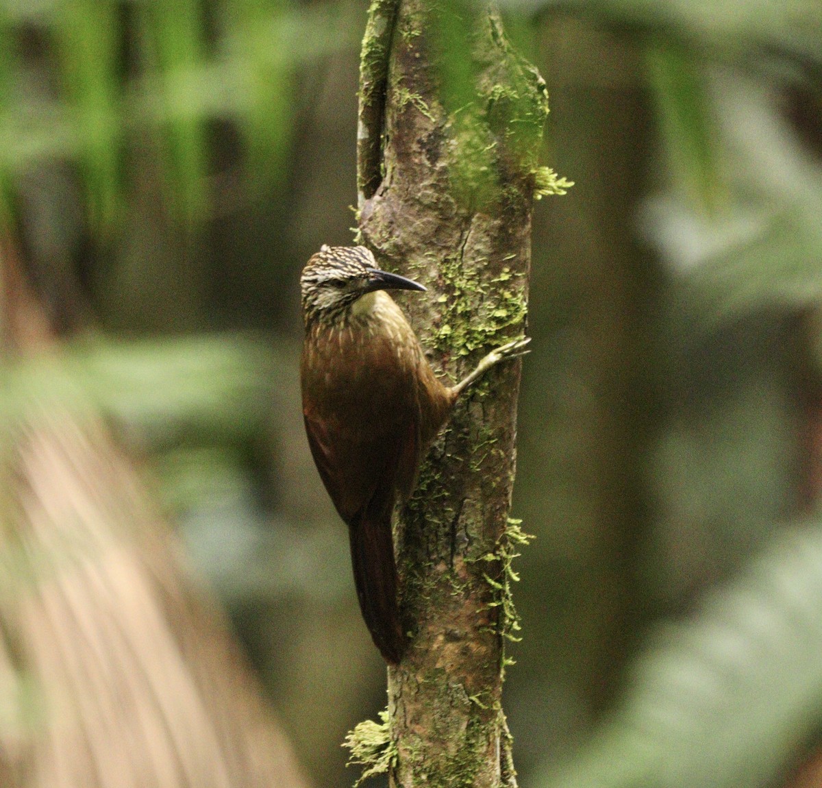 White-throated Woodcreeper - ML634612470