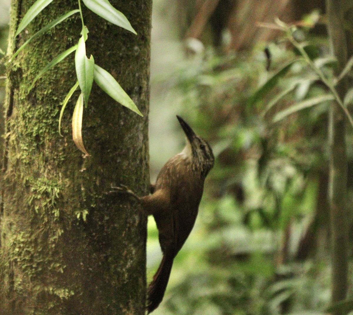 White-throated Woodcreeper - ML634612472