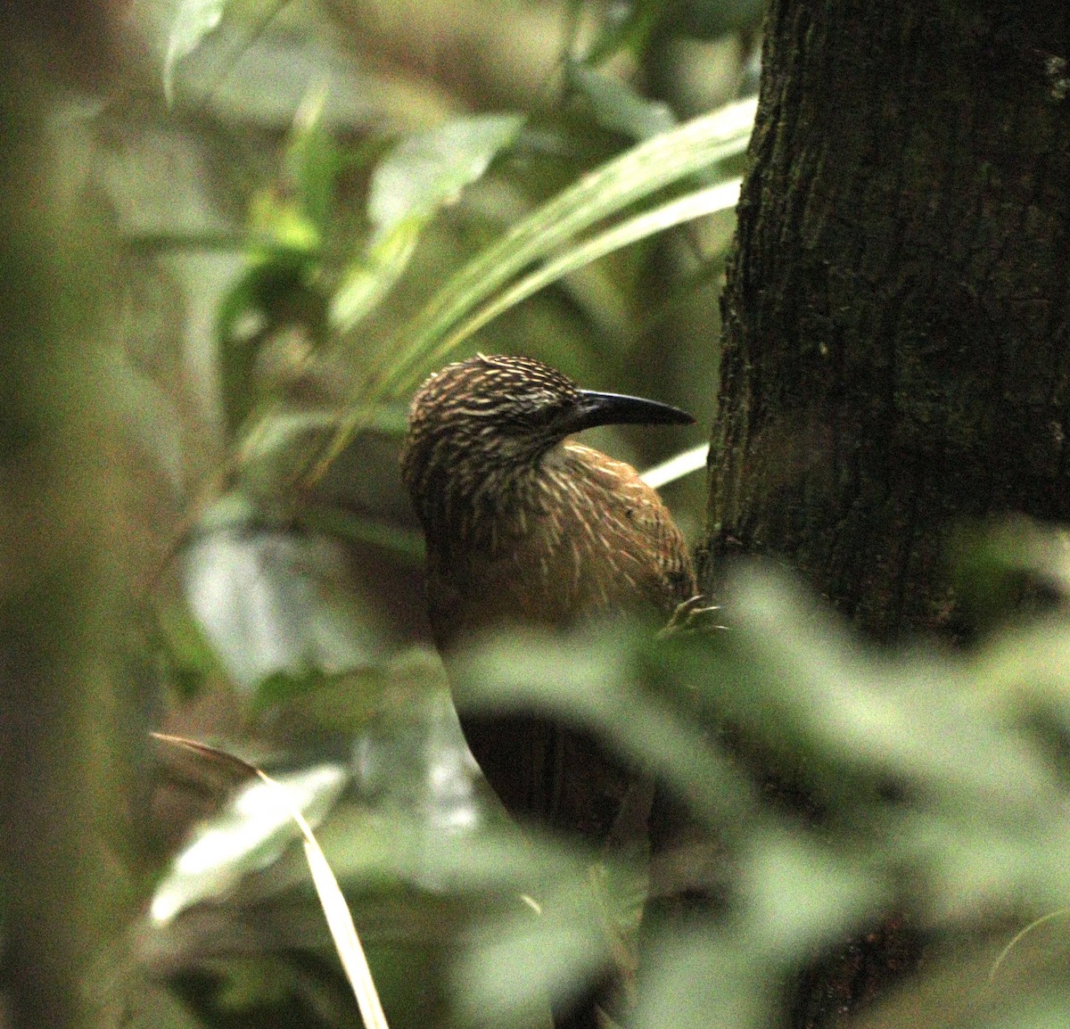 White-throated Woodcreeper - ML634612474