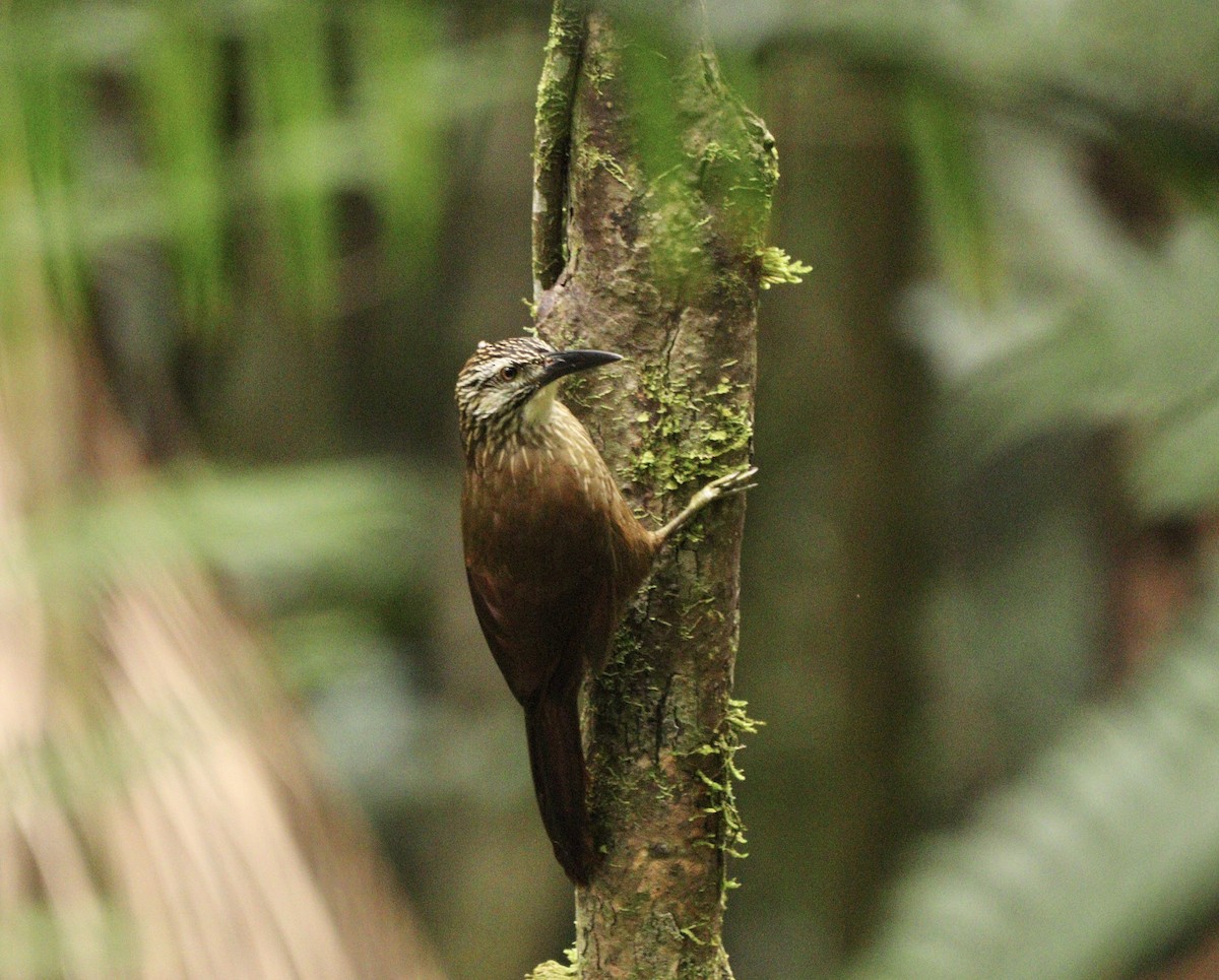 White-throated Woodcreeper - ML634612475