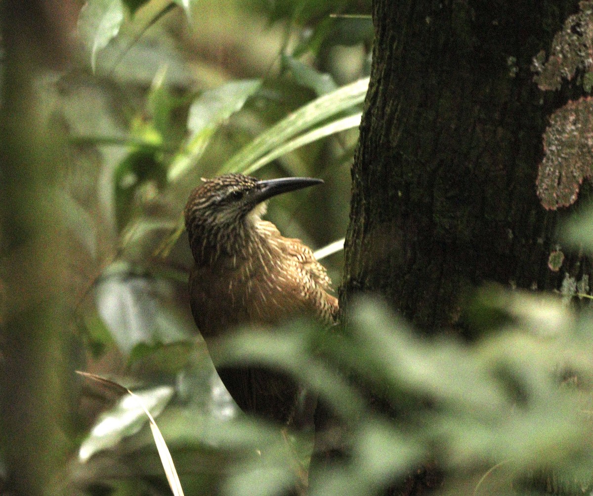 White-throated Woodcreeper - ML634612476