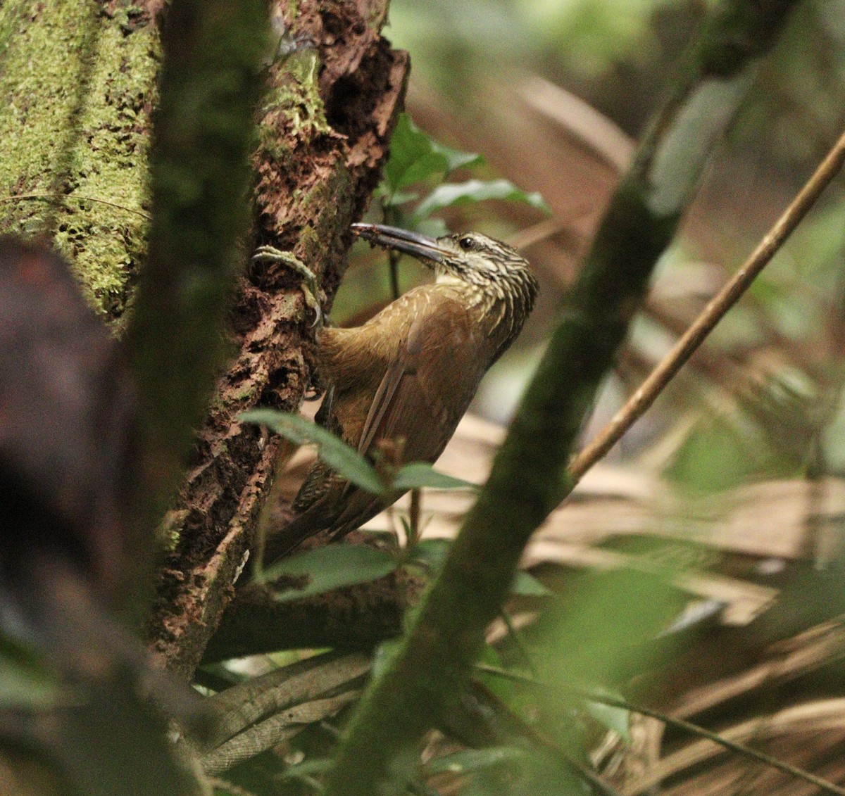 White-throated Woodcreeper - ML634612477