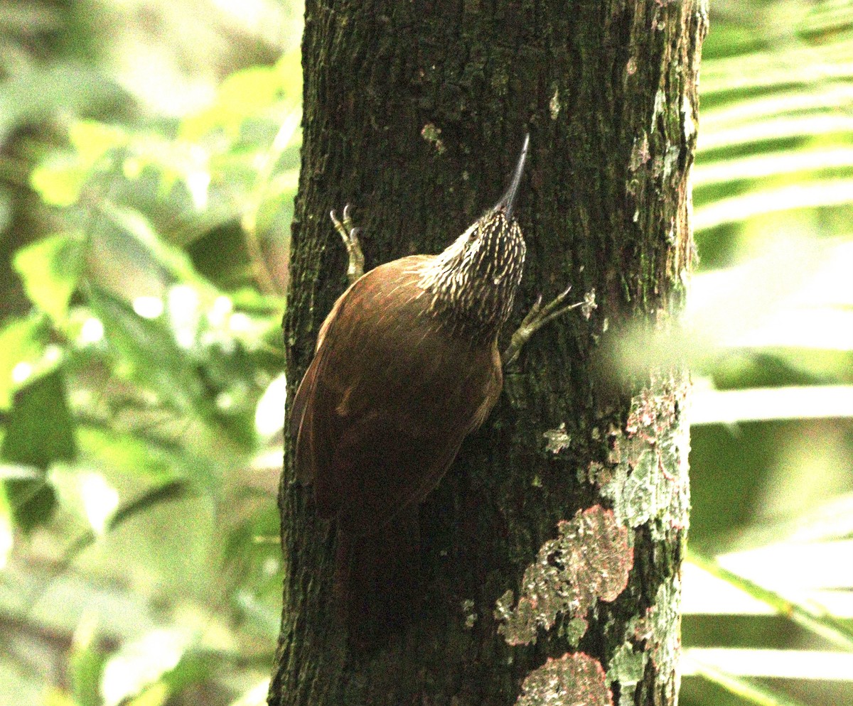 White-throated Woodcreeper - ML634612478