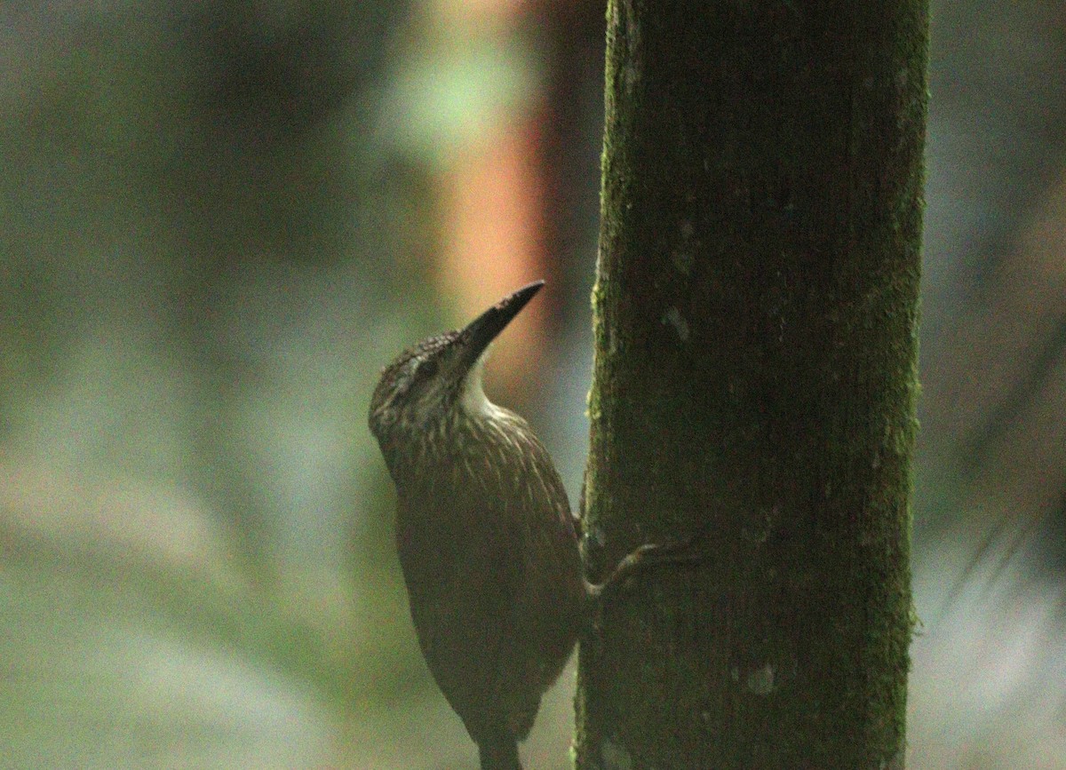 White-throated Woodcreeper - ML634612479