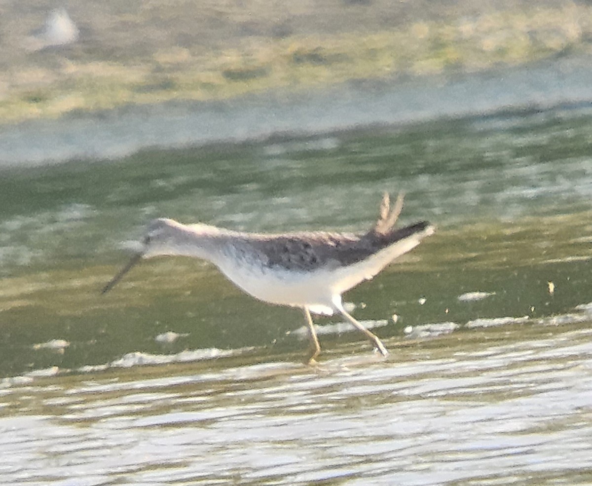 Marsh Sandpiper - ML634612514