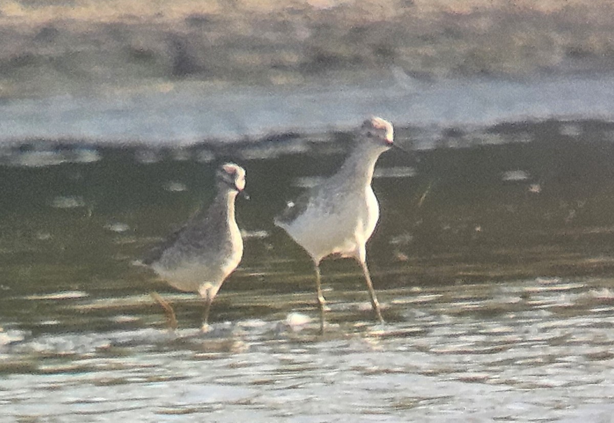 Marsh Sandpiper - ML634612515