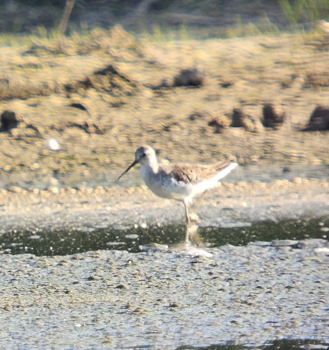 Marsh Sandpiper - ML634612516