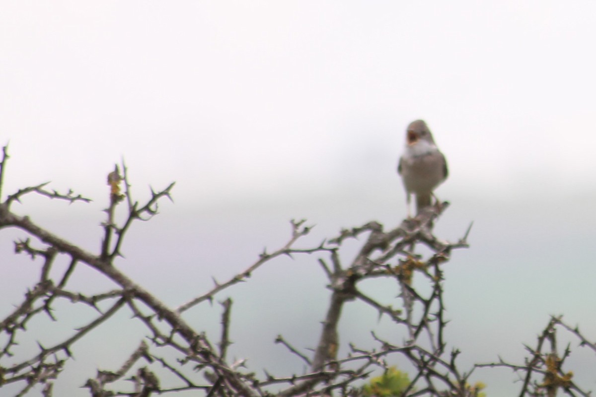 Greater Whitethroat - ML634612548