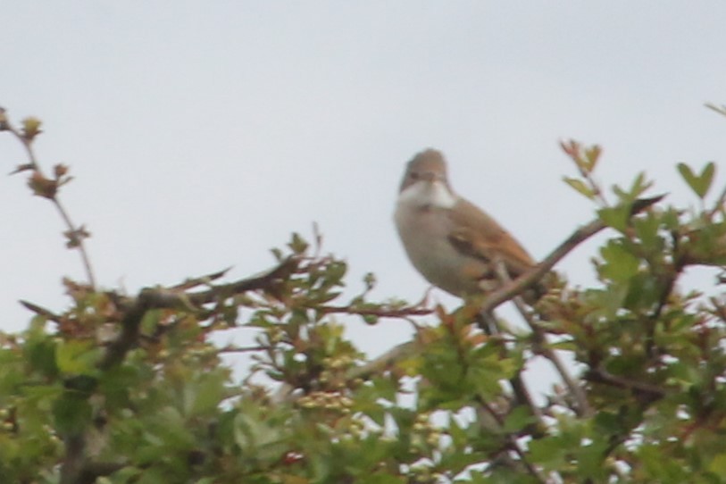 Greater Whitethroat - ML634612549