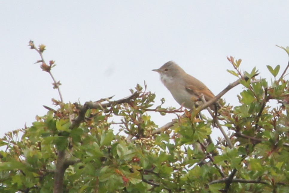 Greater Whitethroat - ML634612550