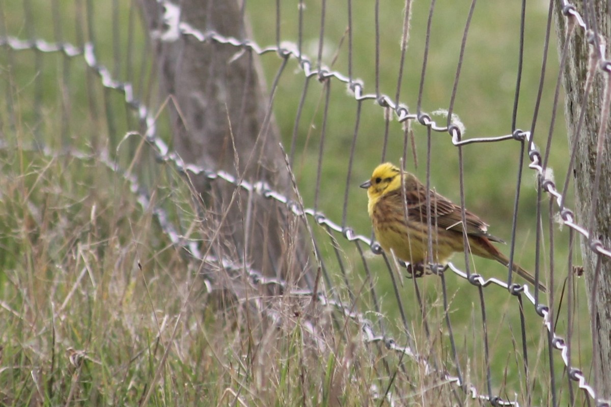 Yellowhammer - ML634612608