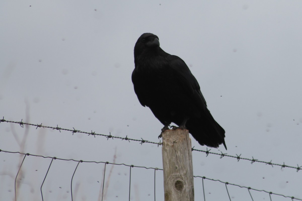 Common Raven - ML634612619