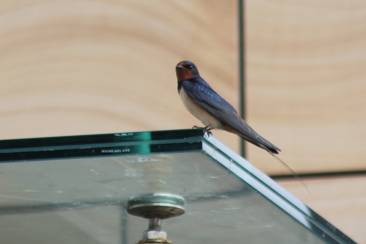 Barn Swallow - ML634612630
