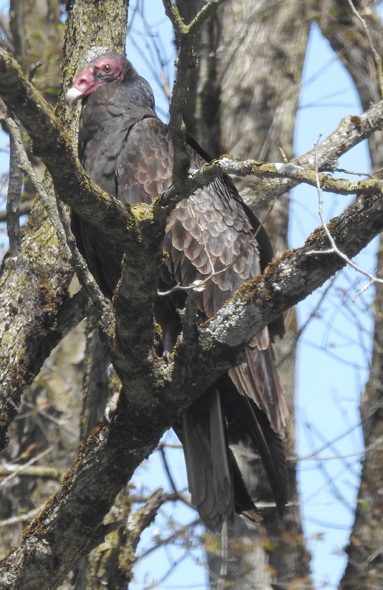 Turkey Vulture - ML634612692