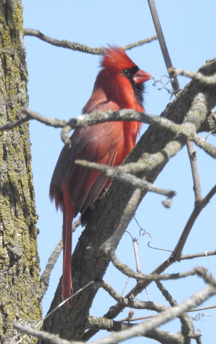 Northern Cardinal - ML634612722