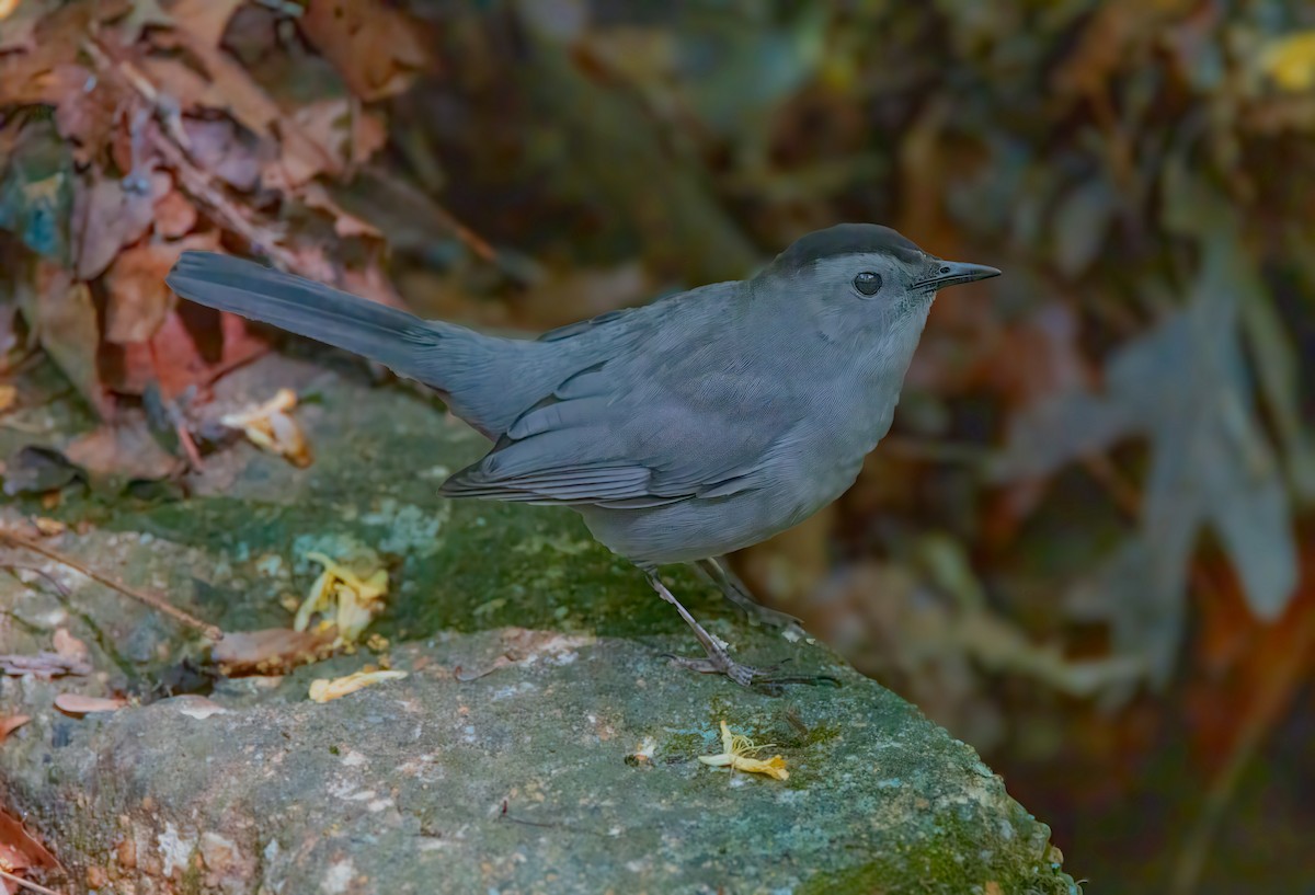 Gray Catbird - ML634612724