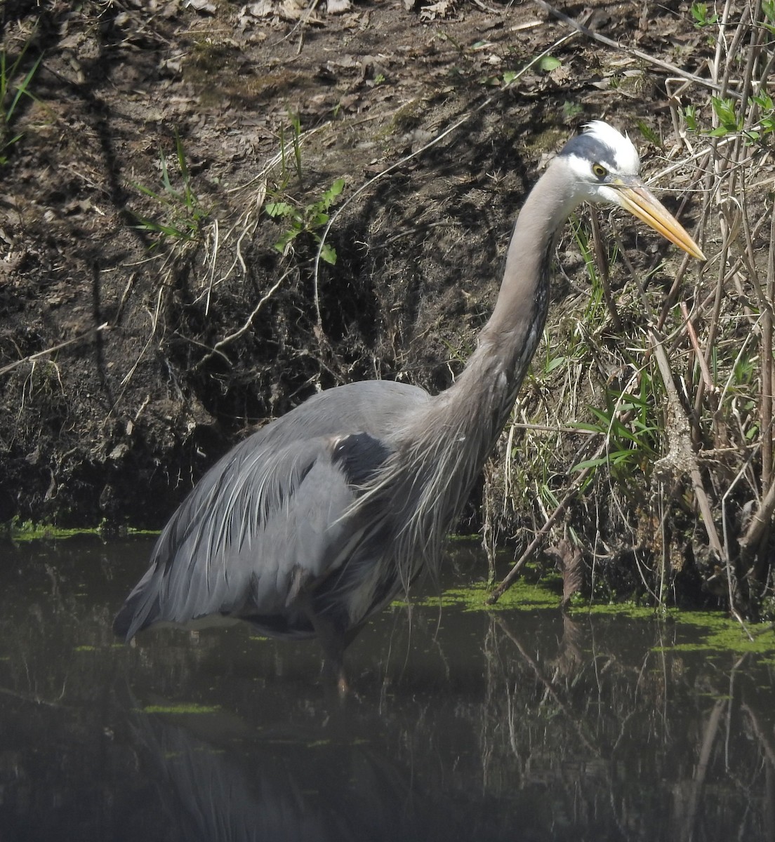 Great Blue Heron - ML634612747