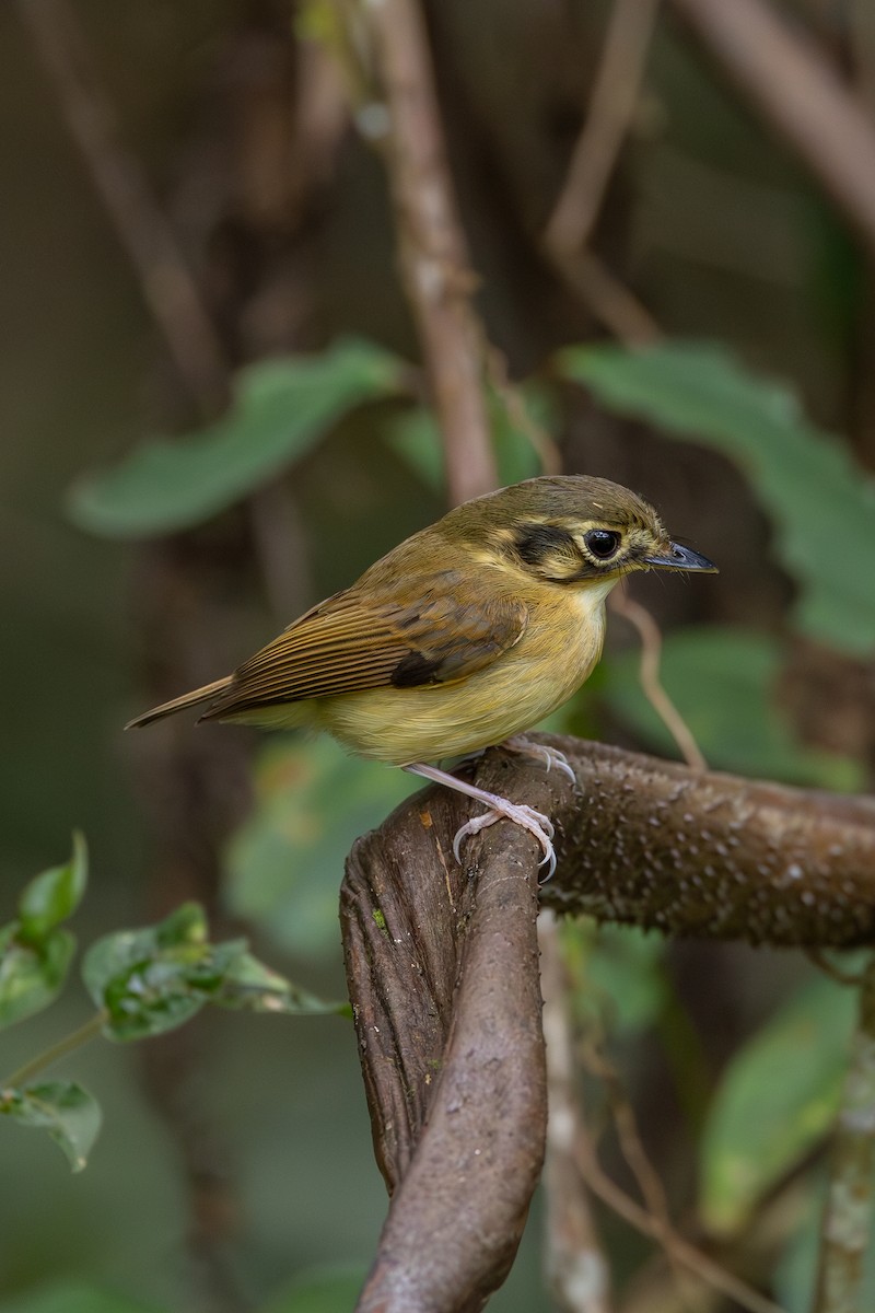 White-throated Spadebill - ML634612771