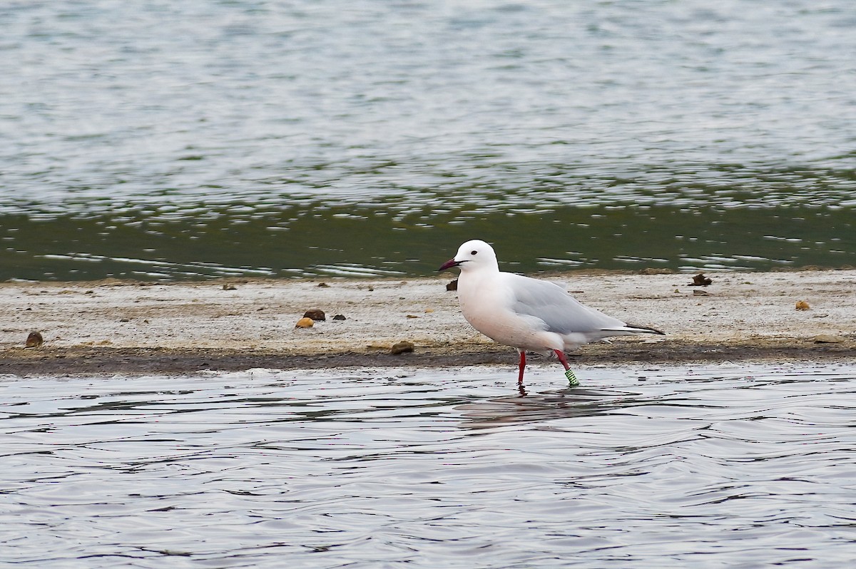 Slender-billed Gull - ML634612795