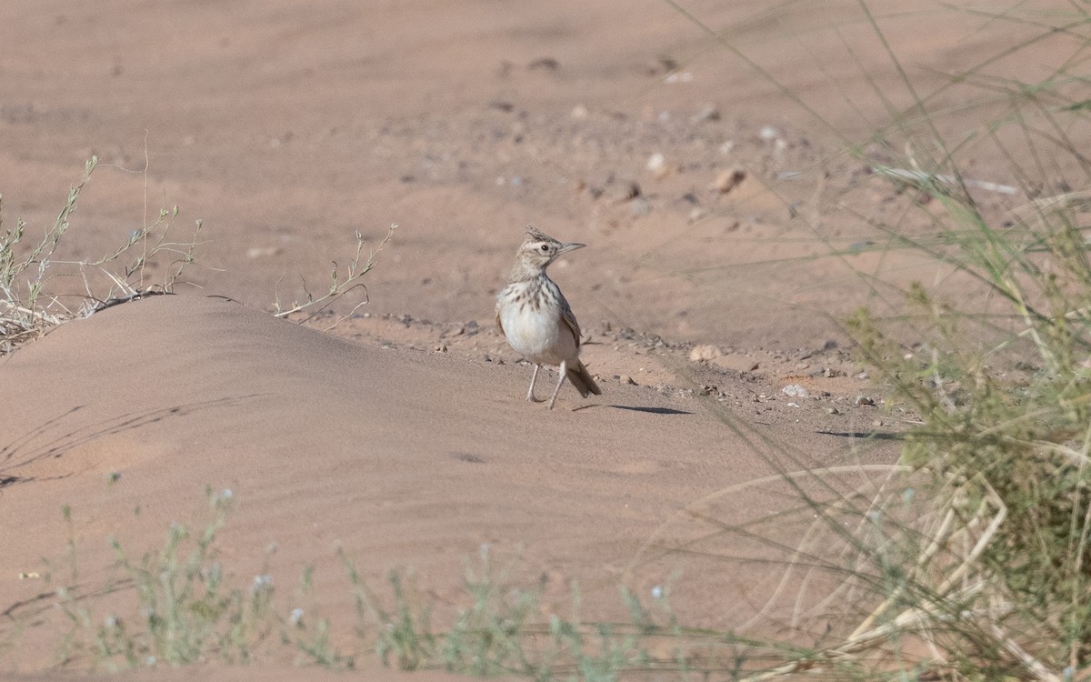 Crested Lark (Maghreb) - ML634612820