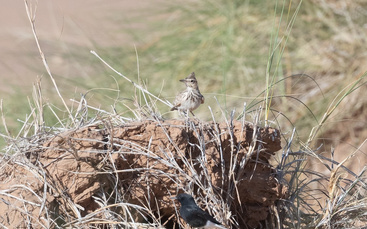 Crested Lark (Maghreb) - ML634612821