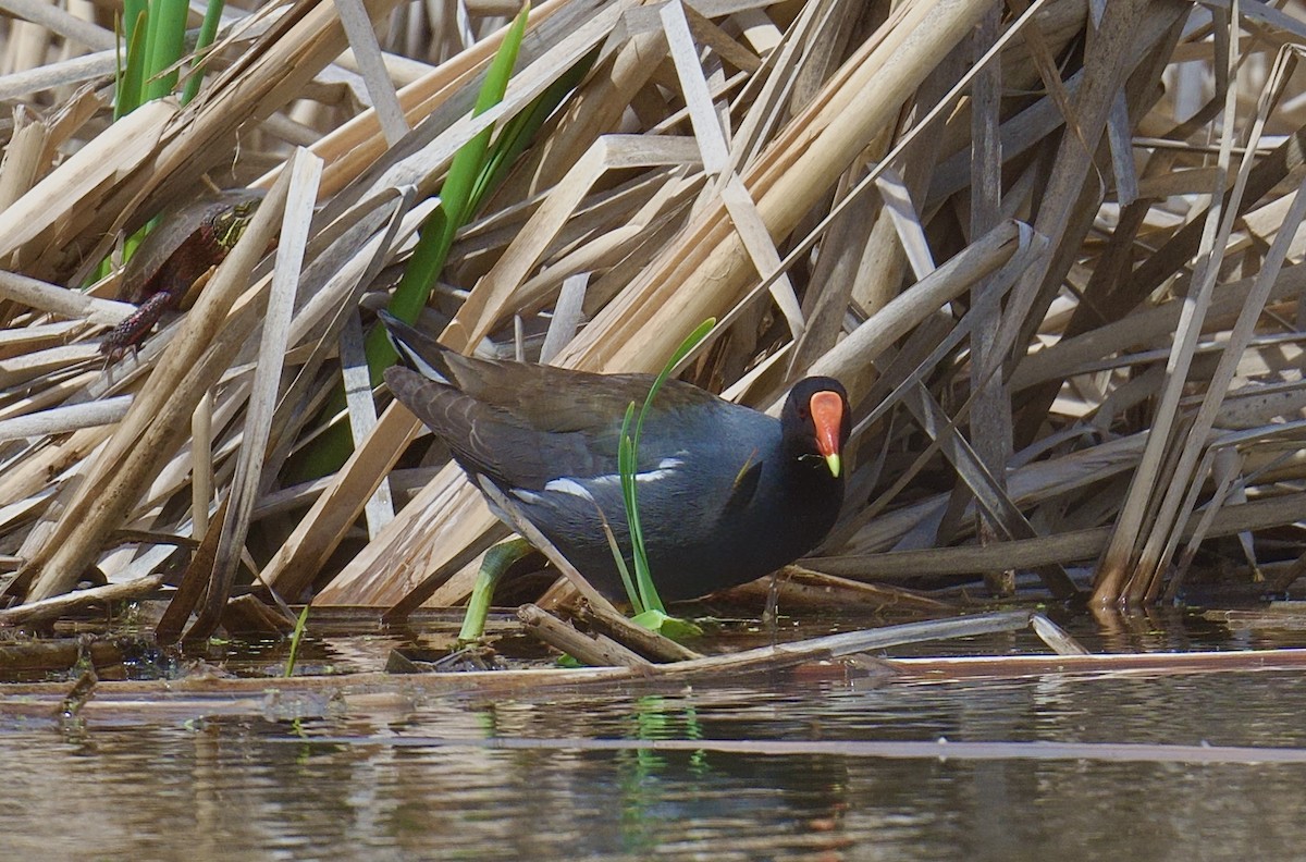 Common Gallinule - ML634612851