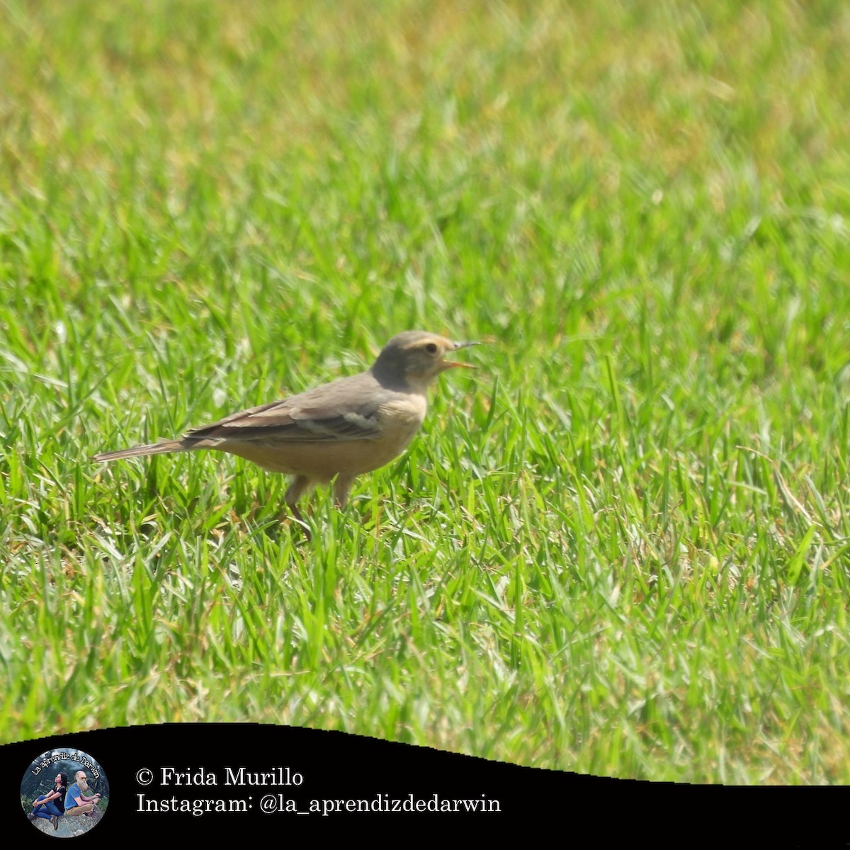 Spioncello del Pacifico - ML634612934