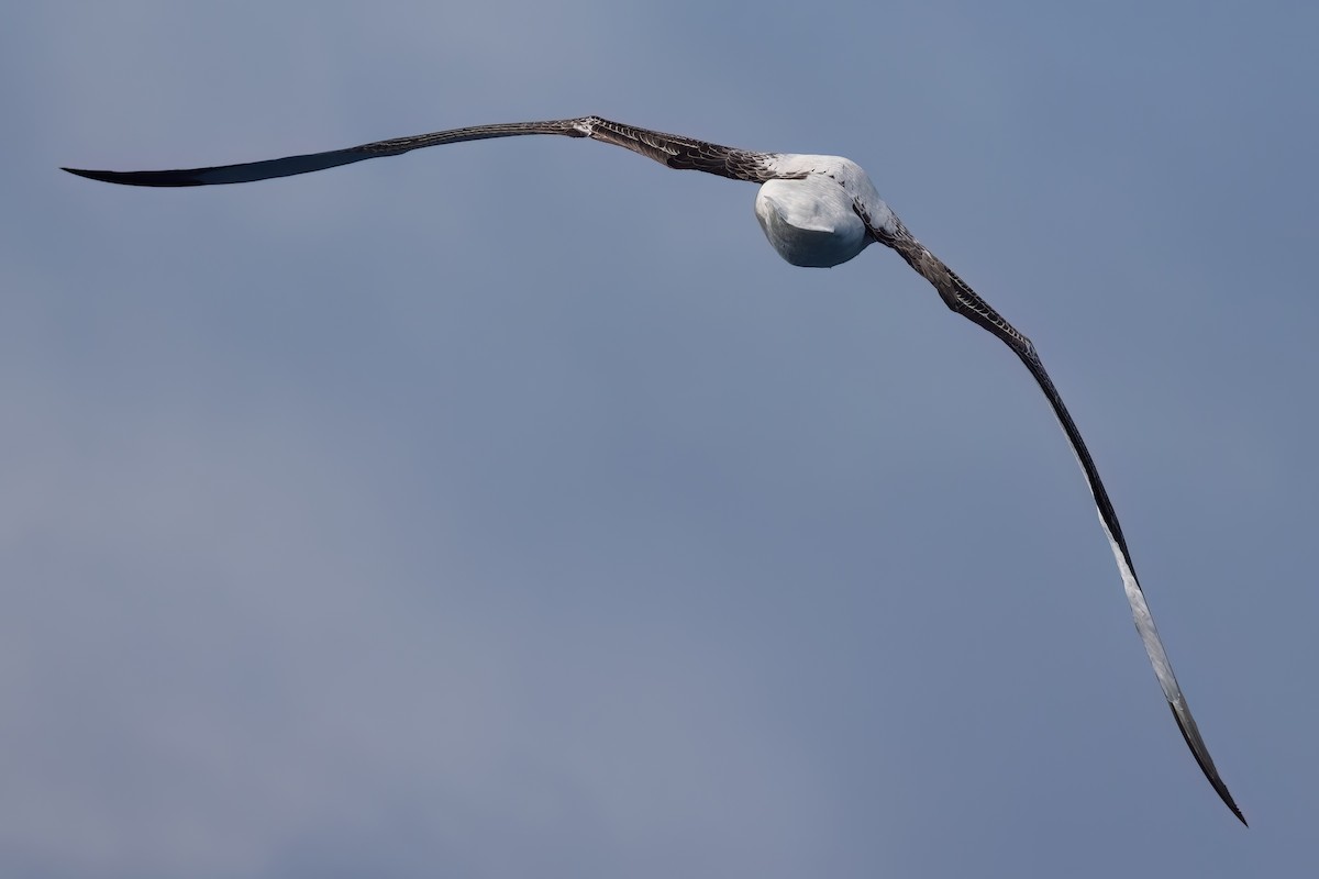 Southern Royal Albatross - ML634612945