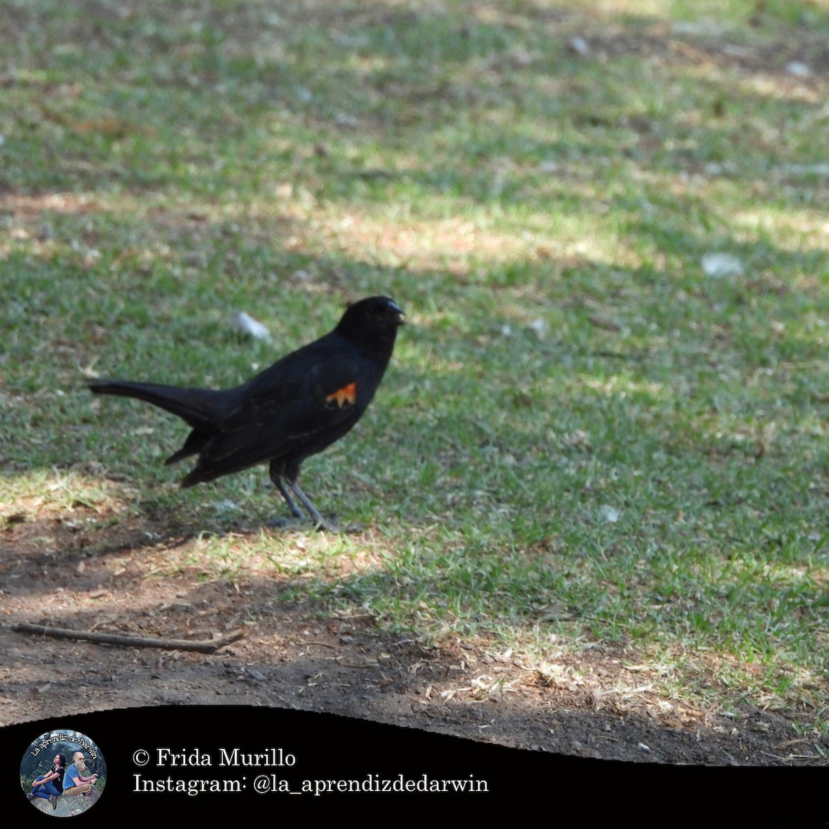 Red-winged Blackbird - ML634612952